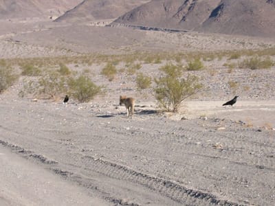 Death Valley, Foto 001