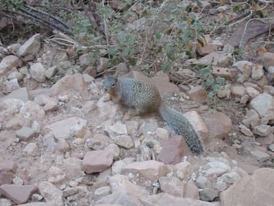 Grand Canyon – South Rim, Foto 034