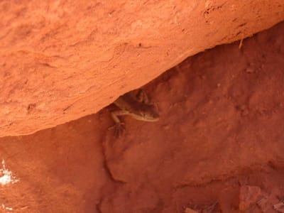 Grand Canyon – South Rim, Foto 037