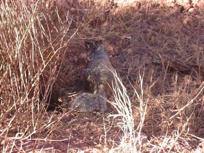 Grand Canyon – South Rim, Foto 039