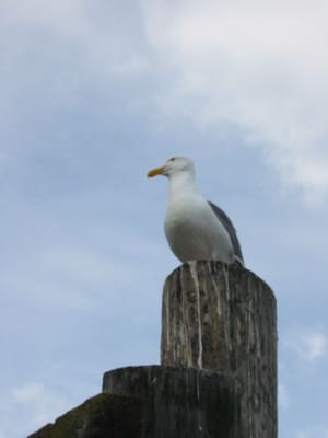 Pazifikküste, Foto 052