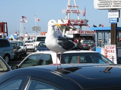 San Francisco, Foto 038