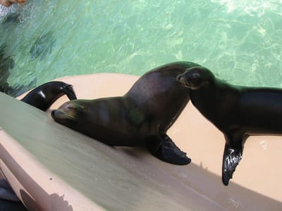 SeaWorld San Diego, Foto 001
