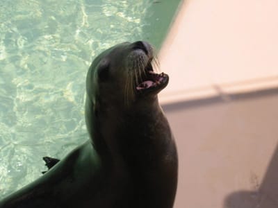 SeaWorld San Diego, Foto 002