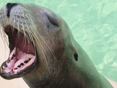 SeaWorld San Diego, Foto 003