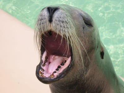 SeaWorld San Diego, Foto 004