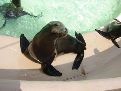SeaWorld San Diego, Foto 006