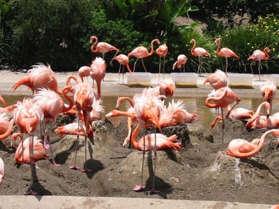 SeaWorld San Diego, Foto 007