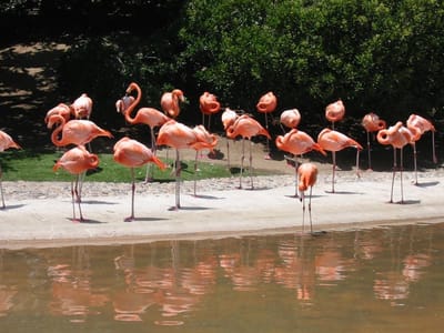 SeaWorld San Diego, Foto 008