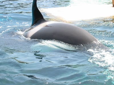 SeaWorld San Diego, Foto 012