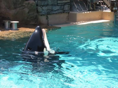 SeaWorld San Diego, Foto 013