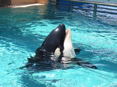 SeaWorld San Diego, Foto 014