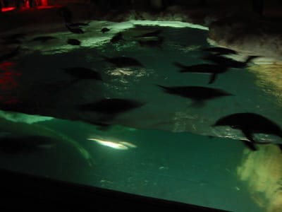 SeaWorld San Diego, Foto 015