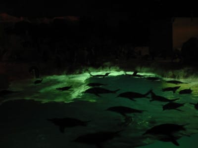 SeaWorld San Diego, Foto 016