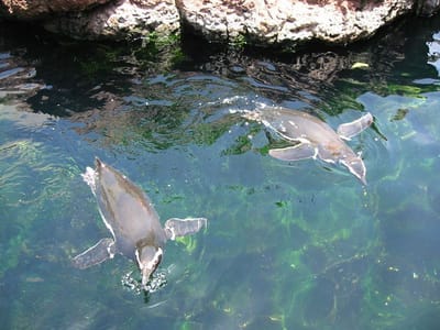 SeaWorld San Diego, Foto 018