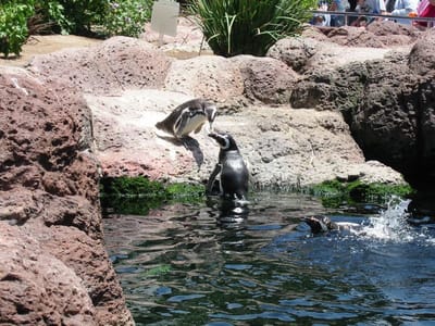 SeaWorld San Diego, Foto 019