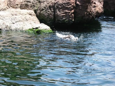 SeaWorld San Diego, Foto 020