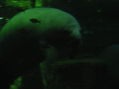 SeaWorld San Diego, Foto 024