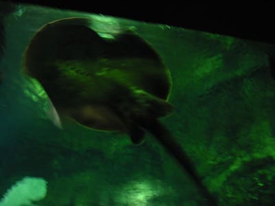 SeaWorld San Diego, Foto 027