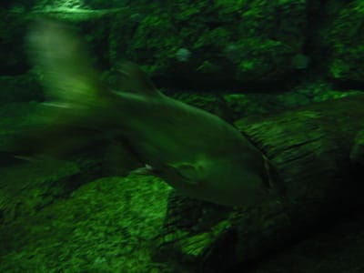 SeaWorld San Diego, Foto 031