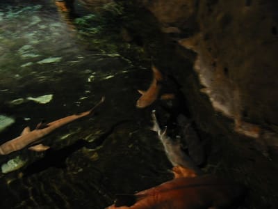SeaWorld San Diego, Foto 036