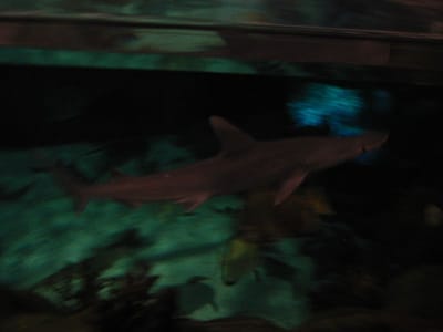 SeaWorld San Diego, Foto 037