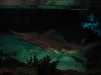 SeaWorld San Diego, Foto 038