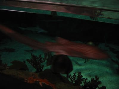 SeaWorld San Diego, Foto 039