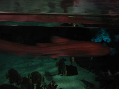 SeaWorld San Diego, Foto 040