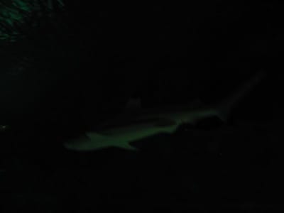 SeaWorld San Diego, Foto 041