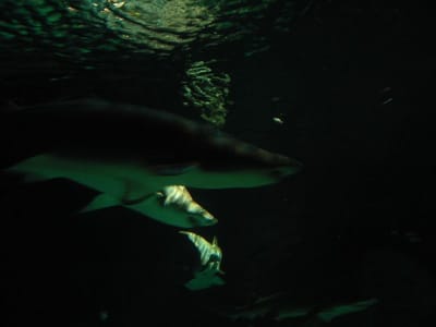 SeaWorld San Diego, Foto 043