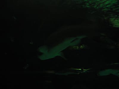 SeaWorld San Diego, Foto 045