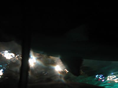 SeaWorld San Diego, Foto 046