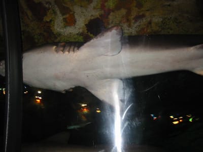 SeaWorld San Diego, Foto 048