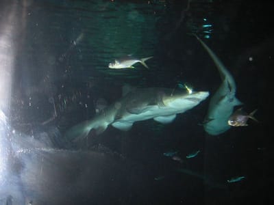 SeaWorld San Diego, Foto 049