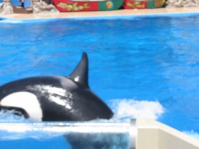 SeaWorld San Diego, Foto 051
