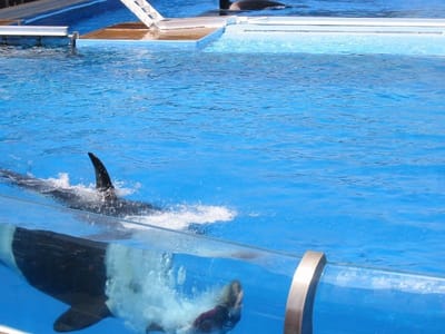 SeaWorld San Diego, Foto 054