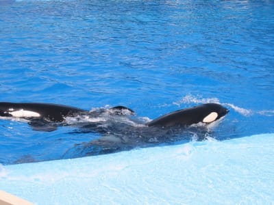 SeaWorld San Diego, Foto 056