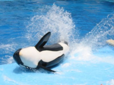 SeaWorld San Diego, Foto 064