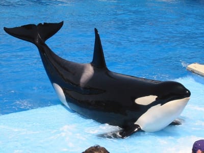 SeaWorld San Diego, Foto 073