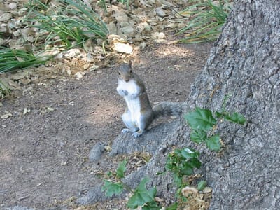 Stanford University, Foto 015