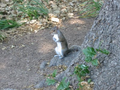 Stanford University, Foto 016