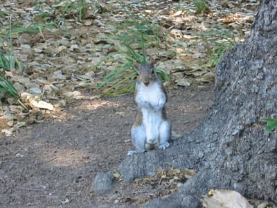 Stanford University, Foto 017