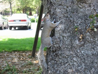 Stanford University, Foto 018