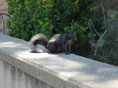 Stanford University, Foto 041
