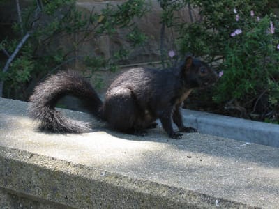 Stanford University, Foto 042