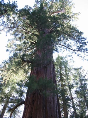 Yosemite, Foto 052
