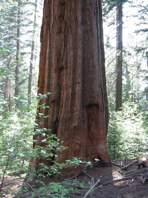 Yosemite, Foto 053