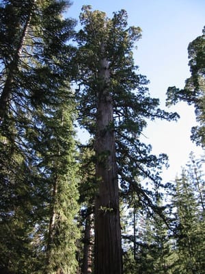 Yosemite, Foto 057