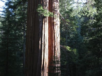 Yosemite, Foto 058